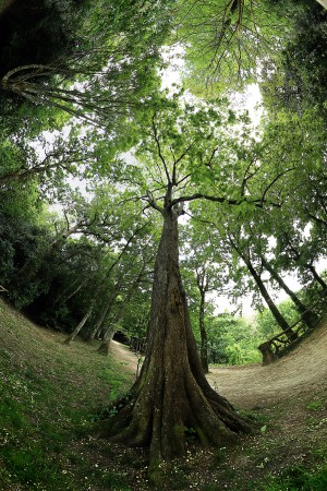 au pied de l'arbre