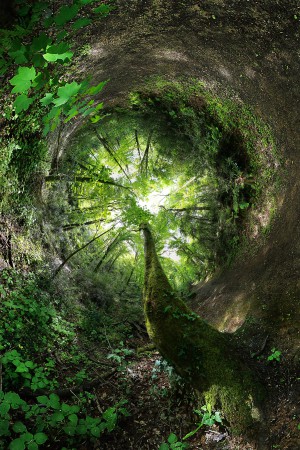 l'arbre qui voulait s'envoler