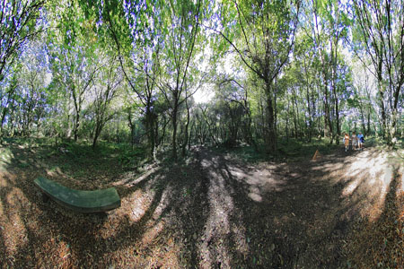 les 3 grâces des sous-bois 2