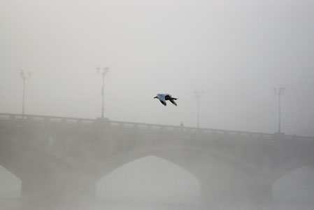 mouette