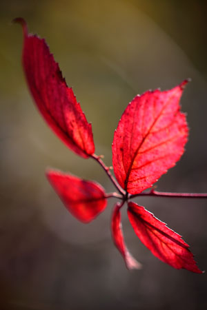 rouge