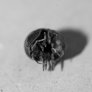 Isopode 02